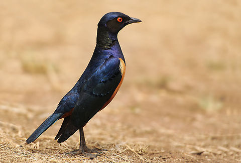 The Hildebrandt's starling - Lamprotornis hildebrandti A very curious birdspecies which walked by our tent each morning . Animalia,Aves,Birds,Chordata,Geotagged,Hildebrandts starling,Lamprotornis,Lamprotornis hildebrandti,Passeriformes,Serengeti NP,Sturnidae,Tanzania,waterbirds
