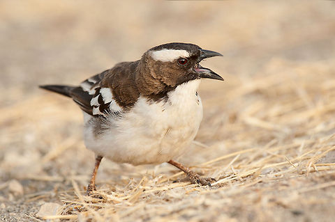 The white-browed sparrow-weaver - Plocepasser mahali In the wonderful garden at our hotel near Lake Langano there were a lot of these sweet little birds. They are really very handy in building their nests. The trees in the garden of our hotel were full of the most beautiful creations Animalia,Aves,Chordata,Ethiopia,Geotagged,Passeridae,Passeriformes,Plocepasser,Plocepasser mahali,White-browed sparrow-weaver