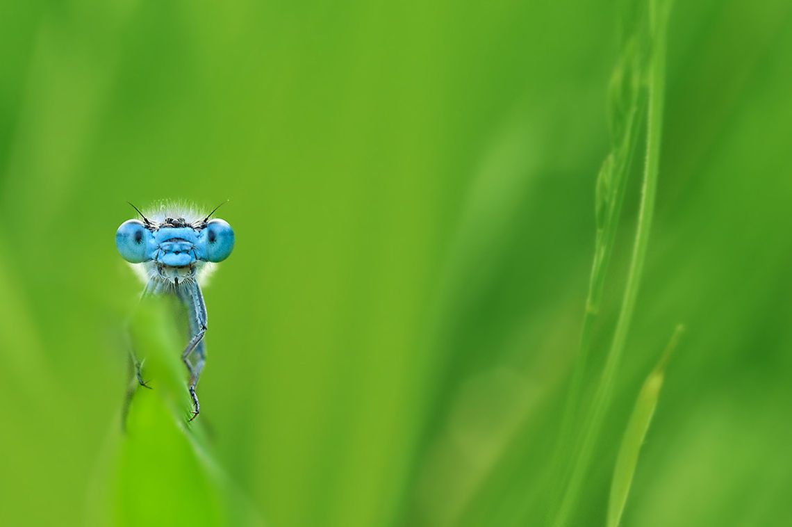 The Azure Damselfly - Coenagrion puella Early in the morning it is always great fun to play hide and seek with these little ones :) Animalia,Arthropoda,Azure Damselfly,Coenagrion,Coenagrion puella,Coenagrionidae,Geotagged,Insecta,Odonata,The Netherlands,Zygoptera