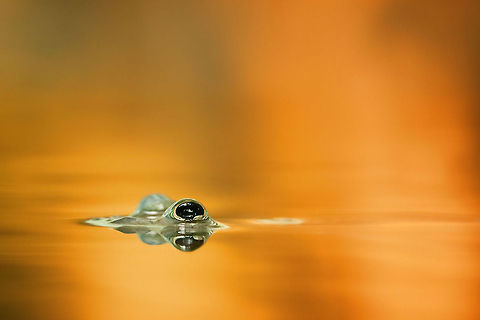 The Four-eyed fish- Anableps anableps Such a interesting fishspecies with four eyes, two pair above the water and two pair under water.
When you look at them like in the photo they just looks like frogs :) Actinopterygii,Anablepidae,Animalia,Chordata,Cyprinodontiformes,Diergaarde Blijdorp,Geotagged,The Netherlands,Zoo,anableps,fish,four-eyed fish