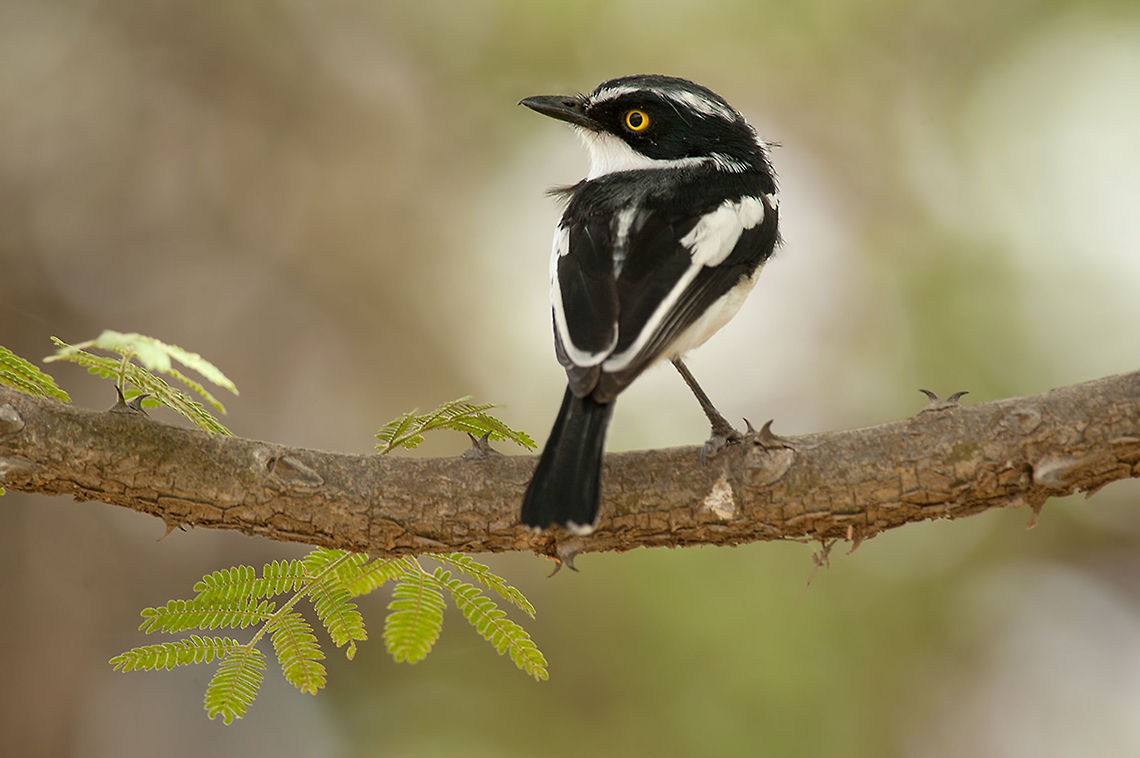 The western black-headed batis - Batis erlangeri During our stay at the Langano Lake I was really enjoying all the birds. This little one I only have seen once. Fortunately, just long enough to capture him :) Animalia,Aves,Batis,Batis erlangeri,Birds,Chordata,Ethiopia,Geotagged,Passeriformes,Platysteiridae,Western black-headed batis