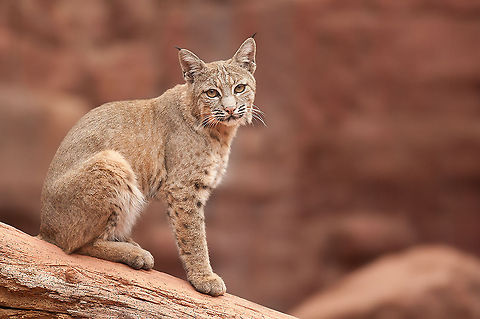 The bobcat - Lynx rufus He look so sweet with this look, but  I know better ;) Animalia,Bobcat,Burgers Zoo,Carnivora,Chordata,Felidae,Geotagged,Lynx,Lynx rufus,Mammalia,The Netherlands,Zoo