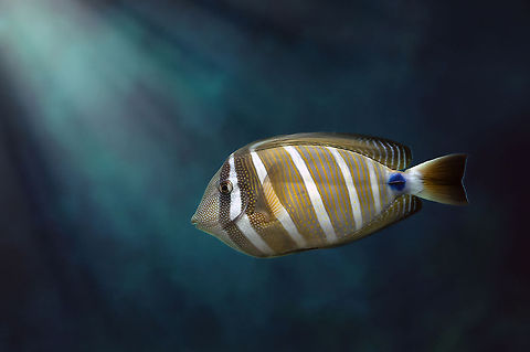 The Sailfin tang - Zebrasoma veliferum Always a great challenge to shoot the fish in aquariums :) Acanthuridae,Actinopterygii,Animalia,Burgers Zoo,Chordata,Geotagged,Perciformes,Sailfin tang,The Netherlands,Zebrasoma,Zebrasoma veliferum,Zoo,fish