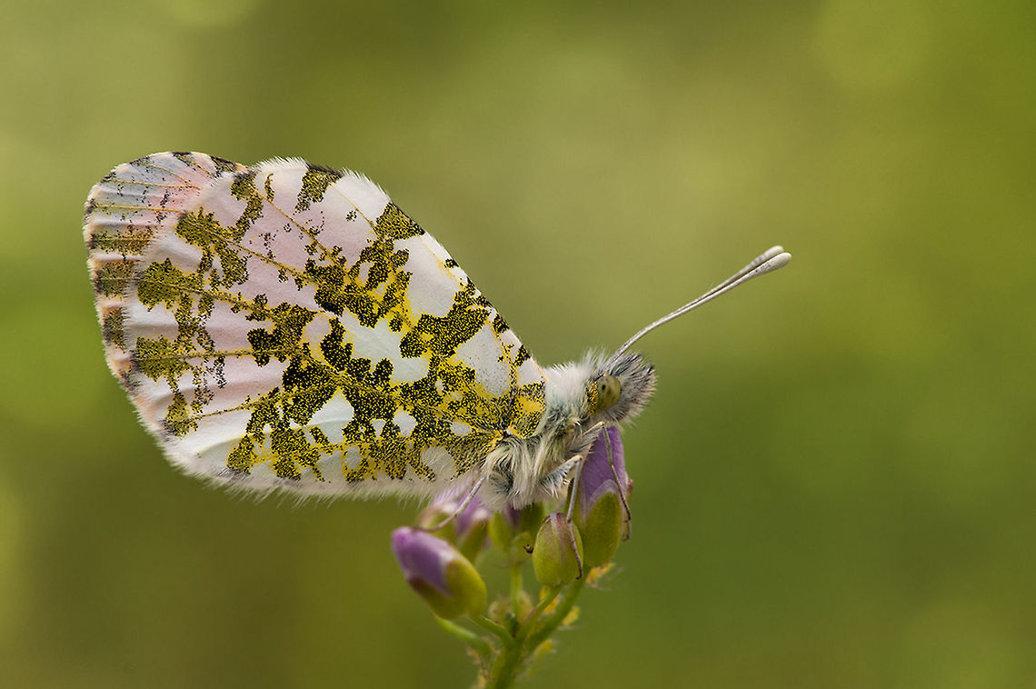 The Orange Tip - Anthocharis cardamines Each spring it is the challenge to find them. The love to sit on  lady's smock :) Animalia,Anthocharini,Anthocharis,Anthocharis cardamines,Arthropoda,Geotagged,Insecta,Lepidoptera,Pieridae,Rhopalocera,The Netherlands,butterflies,orange tip