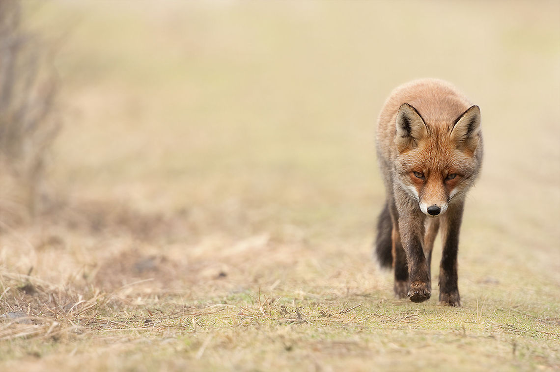 The red fox - Vulpes vulpes One of my favorite species in the Amsterdamse waterleiding duinen :) AWD,Amsterdamse Waterleiding duinen,Animalia,Canidae,Carnivora,Chordata,Geotagged,Mammalia,Red Fox,The Netherlands,Vulpes vulpes,Vulpini,vulpus