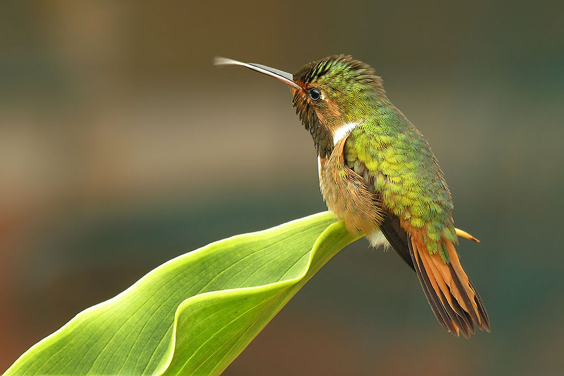 The volcano hummingbird - Selasphorus flammula Hummingbird are really one of my favorite birdspecies :) Animalia,Chordata,Costa Rica,Geotagged,Selasphorus,Selasphorus flammula,Trochilidae,Trochiliformes,Volcano hummingbird,aves