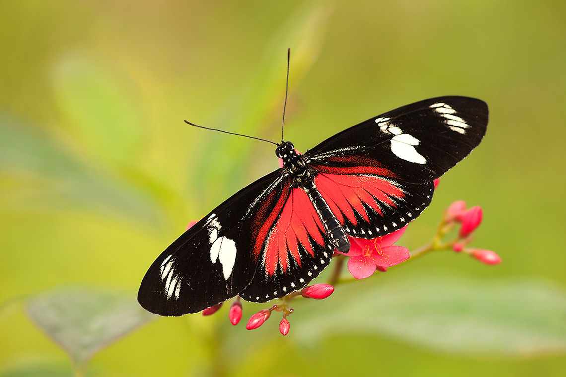 The Doris longwing - Heliconius doris Amazonica the butterfly dome of Blijdorp Zoo. Such a great place to be especially in the early morning when the butterflies are still a little bit sleepy :) Animalia,Arthropoda,Butterfly,Diergaarde Blijdorp,Geotagged,Heliconiinae,Heliconiini,Heliconius,Insecta,Laparus doris,Lepidoptera,Nymphalidae,The Netherlands,Zoo,butterflies
