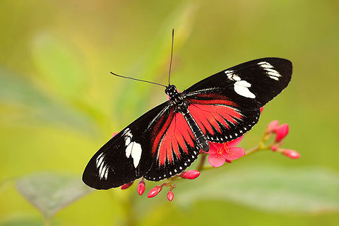 The Doris longwing - Heliconius doris Amazonica the butterfly dome of Blijdorp Zoo. Such a great place to be especially in the early morning when the butterflies are still a little bit sleepy :) Animalia,Arthropoda,Butterfly,Diergaarde Blijdorp,Geotagged,Heliconiinae,Heliconiini,Heliconius,Insecta,Laparus doris,Lepidoptera,Nymphalidae,The Netherlands,Zoo,butterflies
