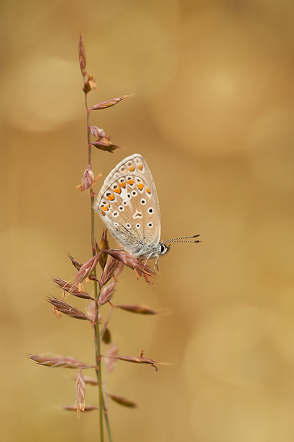 The Common Blue - Polyommatus icarus One of my favorite butterfly species :) Animalia,Arthropoda,Butterfly,Common Blue,Geotagged,Insecta,Lepidoptera,Lycaenidae,Polyommatini,Polyommatus,Polyommatus icarus,The Netherlands,butterflies