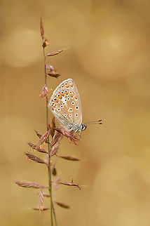 The Common Blue - Polyommatus icarus One of my favorite butterfly species :) Animalia,Arthropoda,Butterfly,Common Blue,Geotagged,Insecta,Lepidoptera,Lycaenidae,Polyommatini,Polyommatus,Polyommatus icarus,The Netherlands,butterflies
