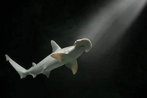 The bonnethead shark or shovelhead - Sphyrna tiburo A very interesting shark species with its particularly shaped head. Animalia,Bonnethead shark,Carcharhiniformes,Chondrichthyes,Chordata,Diergaarde Blijdorp,Elasmobranchii,Geotagged,Selachimorpha,Sphyrna,Sphyrna tiburo,Sphyrnidae,The Netherlands,Zoo