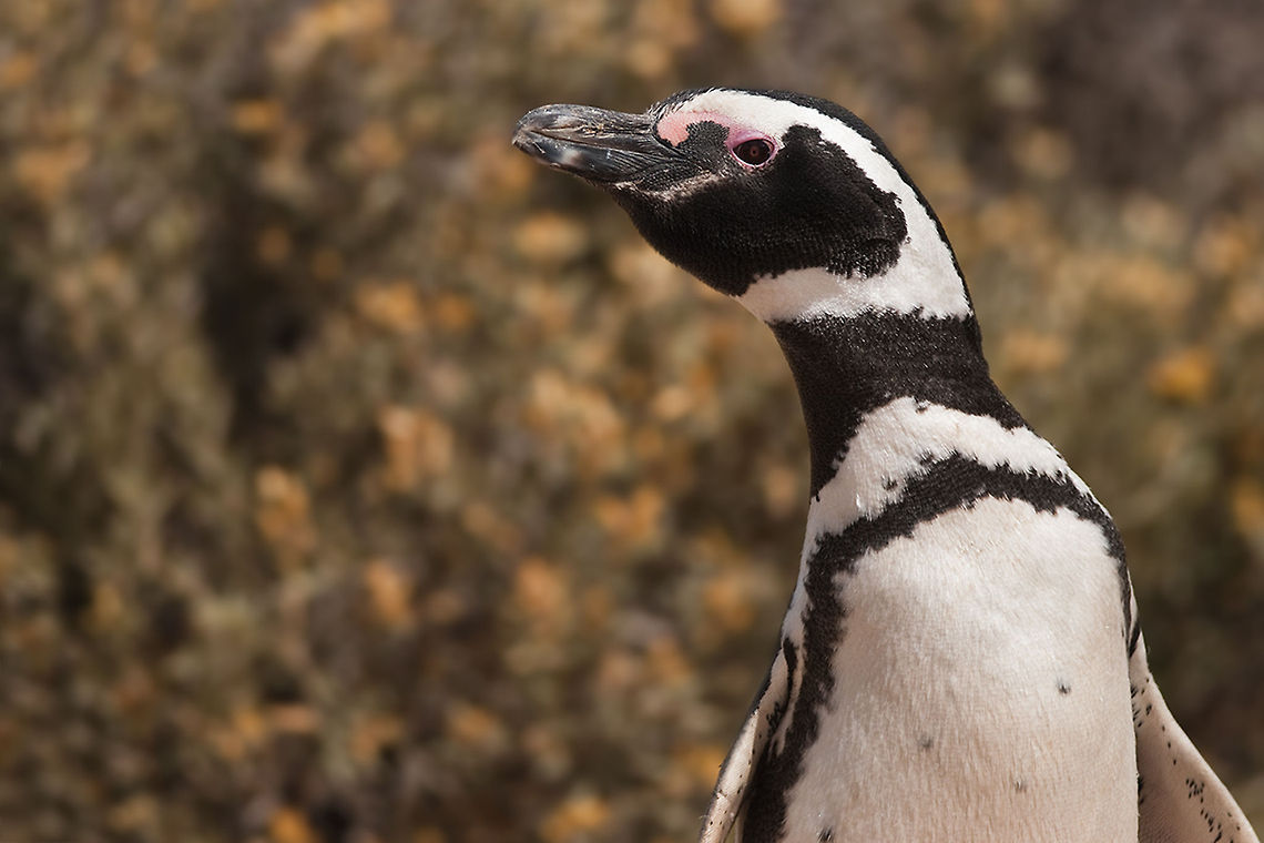 The Magellanic penguin - Spheniscus magellanicus A really great adventure to walk through this pinguin colony. The penguins in that colony were really the boss. If you did something it didn't suit them they came after you ;) Animalia,Argentina,Aves,Birds,Chordata,Geotagged,Magellanic penguin,Spheniscidae,Sphenisciformes,Spheniscus,Spheniscus magellanicus