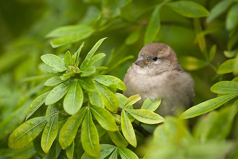 The house sparrow - Passer domesticus One of the many bird species who are having a hard time to survive. Since 1960, the number of breeding pairs decreased by 50%. The big reason to put the House Sparrow on red list of endangered bird species. Animalia,Aves,Birds,Chordata,Geotagged,House sparrow,Passer,Passer domesticus,Passeridae,Passeriformes,The Netherlands