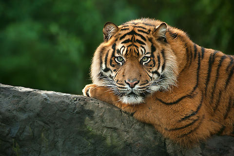 The Sumatran tiger - Panthera tigris sumatrae Another one of this great and wonderful tiger specie :) Animalia,Animals,Carnivora,Chordata,Diergaarde Blijdorp,Felidae,Geotagged,Mammalia,Panthera,Panthera tigris sumatrae,Sumatran tiger,The Netherlands,Zoo