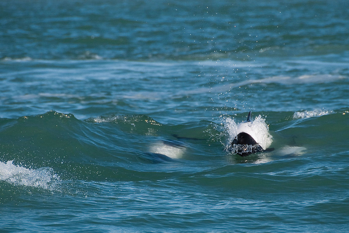 The Commerson's dolphin - Cephalorhynchus commersonii What a great experience to be able to see this beautiful dolphins next to boot playing :) Animalia,Argentina,Cephalorhynchus,Cephalorhynchus commersonii,Cetacea,Chordata,Commersons dolphin,Delphinidae,Geotagged,Mammalia,Odontoceti