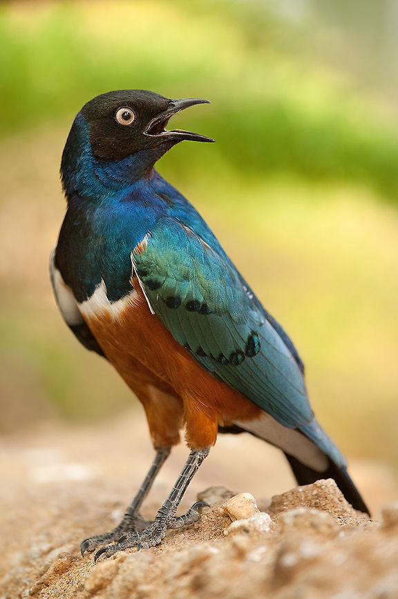 The superb starling - Lamprotornis superbus Such a beuatiful colored bird species :) Animalia,Aves,Birds,Chordata,Ethiopia,Geotagged,Lamprotornis,Lamprotornis superbus,Passeriformes,Sturnidae,Superb Starling