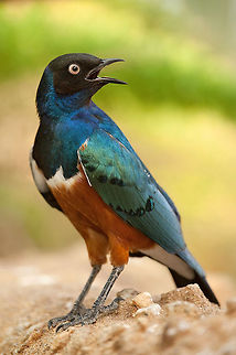 The superb starling - Lamprotornis superbus Such a beuatiful colored bird species :) Animalia,Aves,Birds,Chordata,Ethiopia,Geotagged,Lamprotornis,Lamprotornis superbus,Passeriformes,Sturnidae,Superb Starling