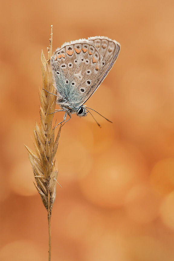 The Common Blue - Polyommatus icarus Another one of my favorite butterfly species :)<br />
 Animalia,Arthropoda,Butterfly,Common Blue,Geotagged,Insecta,Lepidoptera,Lycaenidae,Polyommatini,Polyommatus,Polyommatus icarus,The Netherlands,butterflies