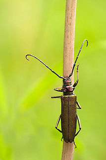 The musk beetle - Aromia moschata Never seen before and after reading the info a rare phenomenon in the Netherlands Aromia moschata,Arthropoda,Beetles,Cerambycidae 	Aromia,Coleoptera,Geotagged,Insecta,Musk beetle,The Netherlands