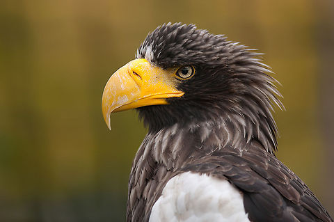 Stellers sea eagle