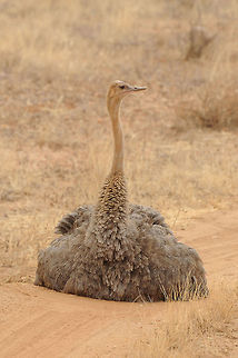 The Somali ostrich - Struthio molybdophanes  Animalia,Aves,Geotagged,Kenya,Paleognathae,Somali ostrich,Struthio,Struthio molybdophanes,Struthionidae,Struthioniformes