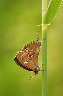 The Ringlet - Aphantopus hyperantus Normally a particularly nervous Butterfly genus, but here I got some time to capture them. Aphantopus,Aphantopus hyperantus,Arthropoda,Geotagged,Lepidoptera,Nymphalidae,Ringlet,The Netherlands,animalia,insecta
