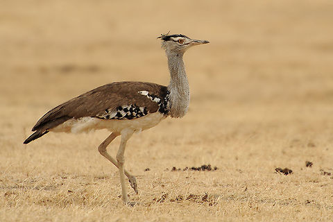 The kori bustard - Ardeotis kori Beautiful bird species that occurred in large numbers in the Ngorongoro Ardeotis,Ardeotis kori,Geotagged,Gruiformes,Kori Bustard,Ngorongoro,Otididae,Tanzania,animalia,aves,birds,chordata