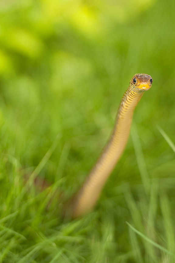The oriental ratsnake - Ptyas mucosa I have made a lot of trips and have been through a lot but a snake in front of my hoteldoor was really new.<br />
After the first encounter I raced back into the room again to grab my camera.<br />
It was a matter of a few minutes before the snake &#039;run&#039; away ;) Colubridae,Colubrinae,Geotagged,Ptyas,Ptyas mucosa,Reptilia,Republic of the Union of Myanmar,Serpentes,Snakes,Squamata,Vertebrata,animalia,chordata