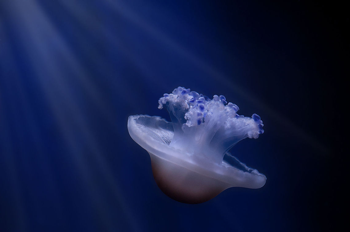 The moon jelly - Aurelia aurita They look like flowers when the swim upside down :) Animalia,Aurelia,Aurelia aurita,Cnidaria,Diergaarde Blijdorp,Geotagged,Scyphozoa,Semaeostomeae,The Netherlands,Ulmaridae,Zoo