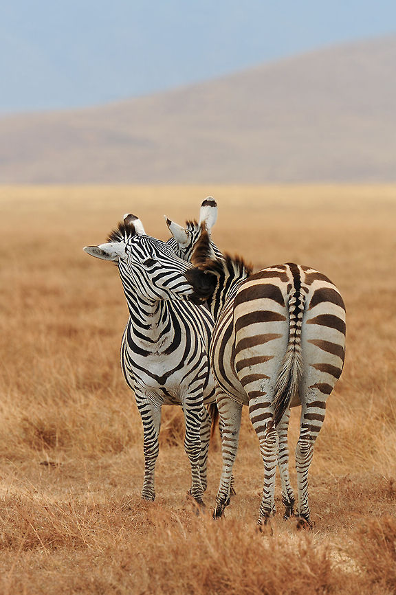 The plains zebra - Equus quagga The zebras stands out great against the red soil in de Ngorongoro crater.<br />
It was a really spectaculair sight which i will never forget :) Animalia,Chordata,Equidae,Equus,Equus quagga,Geotagged,Hippotigris,Mammalia,Ngorongoro,Perissodactyla,Plains zebra,Tanzania