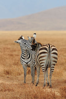 The plains zebra - Equus quagga The zebras stands out great against the red soil in de Ngorongoro crater.
It was a really spectaculair sight which i will never forget :) Animalia,Chordata,Equidae,Equus,Equus quagga,Geotagged,Hippotigris,Mammalia,Ngorongoro,Perissodactyla,Plains zebra,Tanzania