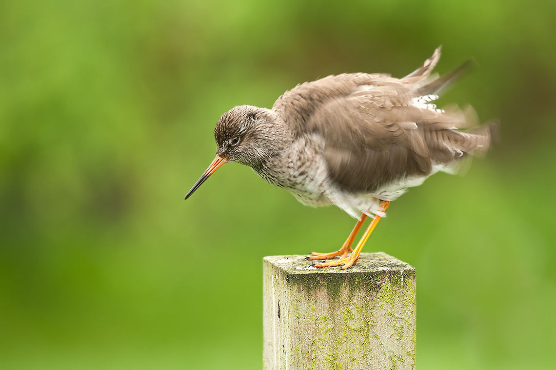 The common redshank - Tringa totanus Photo is made in the in 2007 opened meadow-migratory birds and Aviary. This consists of two parts. In the first part live common grassland birds like lapwings, godwits and gamecocks from the Netherlands and in the second part live several southern European birds as European bee-eaters and spoonbills Animalia,Aves,Birds,Charadriiformes,Chordata,Common redshank,Diergaarde Blijdorp,Geotagged,Neornithes,Scolopacidae,The Netherlands,Tringa,Tringa totanus,Zoo