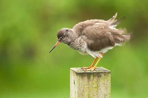 The common redshank - Tringa totanus Photo is made in the in 2007 opened meadow-migratory birds and Aviary. This consists of two parts. In the first part live common grassland birds like lapwings, godwits and gamecocks from the Netherlands and in the second part live several southern European birds as European bee-eaters and spoonbills Animalia,Aves,Birds,Charadriiformes,Chordata,Common redshank,Diergaarde Blijdorp,Geotagged,Neornithes,Scolopacidae,The Netherlands,Tringa,Tringa totanus,Zoo