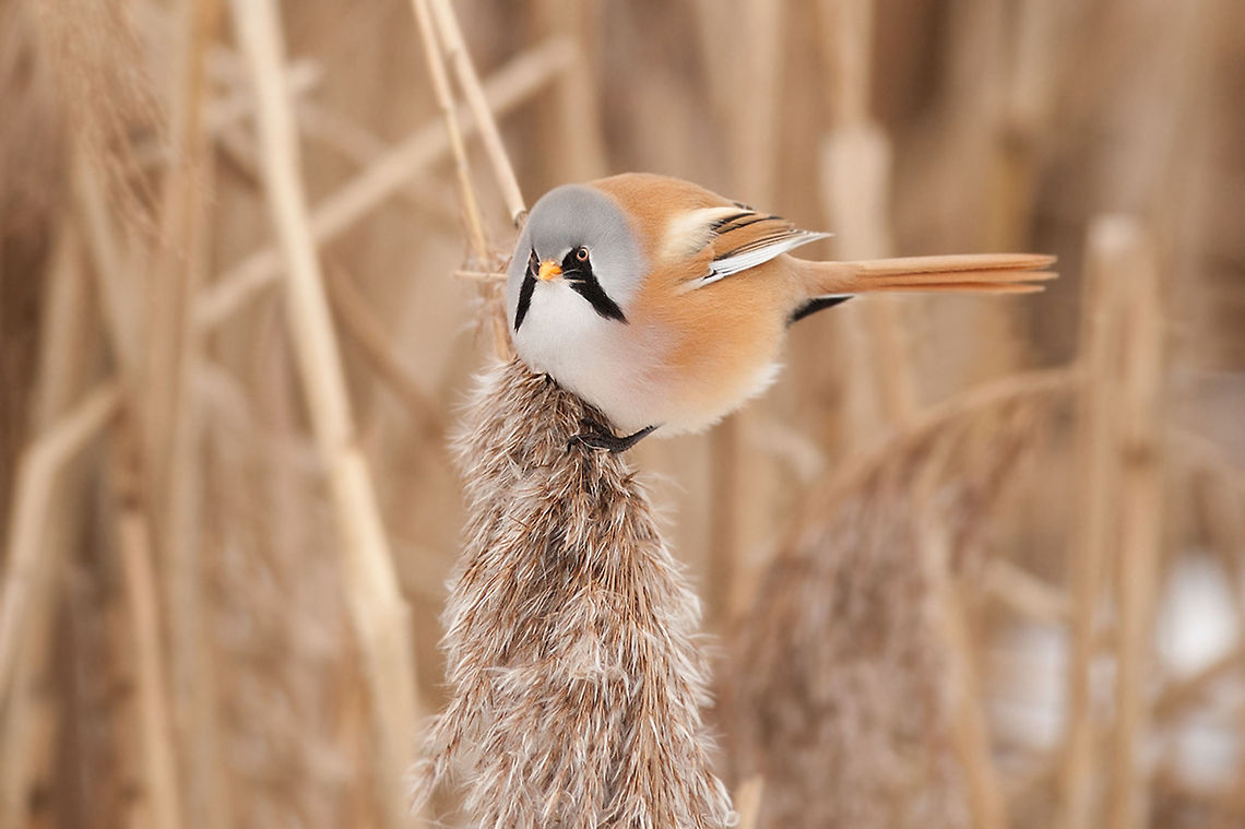 The bearded reedling - Panurus biarmicus Such a funny bird with its &#039;whiskers&#039; :) Animalia,Aves,Bearded Reedling,Birds,Chordata,Geotagged,Panuridae,Panurus,Panurus biarmicus,Passeriformes,Rietputten,The Netherlands