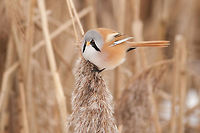 The bearded reedling - Panurus biarmicus Such a funny bird with its 'whiskers' :) Animalia,Aves,Bearded Reedling,Birds,Chordata,Geotagged,Panuridae,Panurus,Panurus biarmicus,Passeriformes,Rietputten,The Netherlands