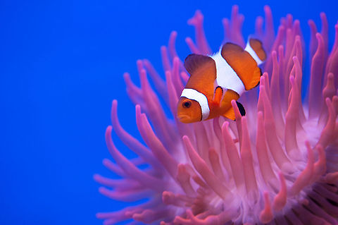 The common clownfish - Amphiprion ocellaris My favorite fish in Blijdorp Zoo, Nemo :) Actinopterygii,Amphiprion,Amphiprion ocellaris,Amphiprioninae,Animalia,Chordata,Diergaarde Blijdorp,Geotagged,Ocellaris Clownfish,Perciformes,Pomacentridae,The Netherlands,Zoo