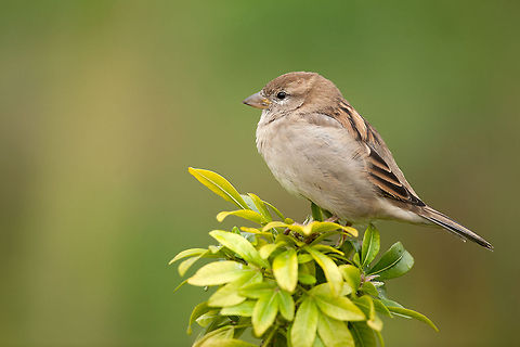 The house sparrow - Passer domesticus Going to the Zoo to photograph these little fellows ;) Animalia,Aves,Birds,Chordata,Geotagged,House sparrow,Passer,Passer domesticus,Passeridae,Passeriformes,The Netherlands