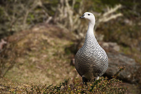 The Magellan Goose - Chloephaga picta Wonderful goose species. The male was just a little bit more curious than the female :) AChloephaga,Anatidae,Animalia,Anseriformes,Argentina,Aves,Chloephaga picta,Chordata,Geotagged,NP Tierra del Fuego,Tadorninae,Upland goose