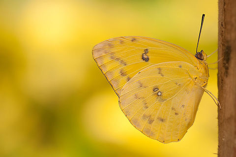 The Orange-barred Sulphur - Phoebis philea Yellow on yellow I find it a wonderful presentation :) Animalia,Arthropoda,Butterfly,Diergaarde Blijdorp,Geotagged,Insecta,Lepidoptera,Orange-barred Sulphur,Phoebis,Phoebis philea,Pieridae,The Netherlands,Zoo