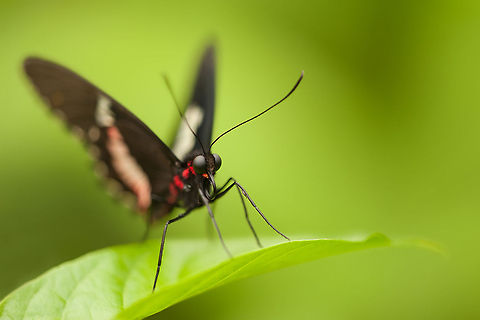 Parides sp.  Animalia,Arthropoda,Butterfly,Diergaarde Blijdorp,Geotagged,Insecta,Lepidoptera,The Netherlands,Zoo