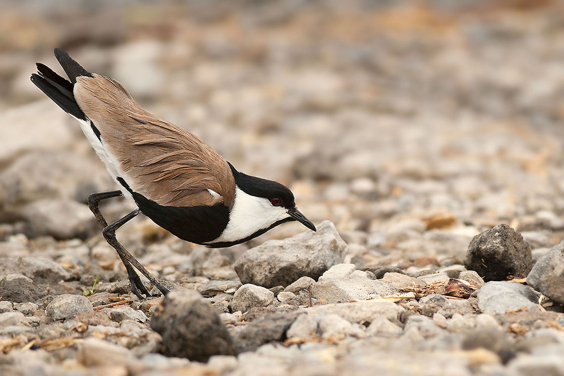 The spur-winged lapwing or spur-winged plover - Vanellus spinosus This one was trying to impress us ;) Animalia,Aves,Birds,Charadriidae,Charadriiformes,Chordata,Ethiopia,Geotagged,Lake Langano,Spur-winged Lapwing,Vanellus,Vanellus spinosus