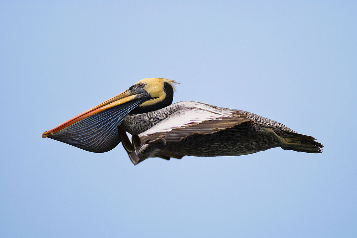 The Peruvian pelican - Pelecanus thagus A very colorful and beautiful pelican species.<br />
Especially the colored and stripes beak is wonderful. Animalia,Aves,Birds,Chordata,Geotagged,Pelecanidae,Pelecaniformes,Pelecanus,Pelecanus thagus,Peru,Peruvian pelican