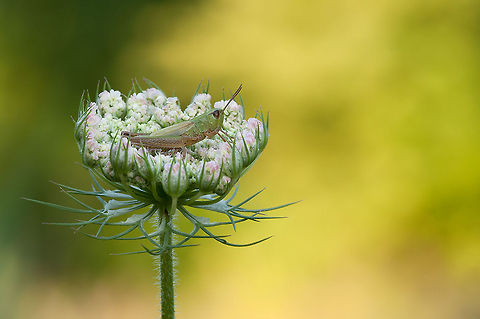 The meadow grasshopper - Chorthippus parallelus Such a funny and photogenic creatures :) Acrididae,Animalia,Arthropoda,Chorthippus,Chorthippus parallelus,Geotagged,Gomphocerinae,Insecta,Meadow grasshopper,Orthoptera,The Netherlands