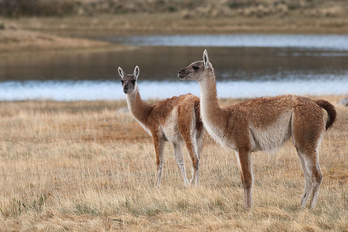The guanaco - Lama guanicoe  Animalia,Artiodactyla,Camelidae,Chile,Chordata,Geotagged,Guanaco,Lama,Lama guanicoe,Mammalia
