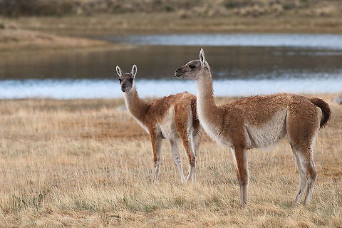 The guanaco - Lama guanicoe  Animalia,Artiodactyla,Camelidae,Chile,Chordata,Geotagged,Guanaco,Lama,Lama guanicoe,Mammalia