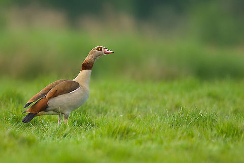The Egyptian goose - Alopochen aegyptiaca Since the end of the 1960s the Egyptian goose is become an ordinary appearance in the Netherlands. Some escaped birds knew to maintain themselves here very well. Bird experts were initially very scared that the Egyptian goose would compete with native species. That does happen, but in fairly limited extent. They know how to maintain here in the Netherlands. Alopochen,Alopochen aegyptiaca,Alopochen aegyptiacus,Anatidae,Animalia,Anseriformes,Aves,Chordata,Egyptian Goose,Egyptian goose,Geotagged,Tadorninae,The Netherlands