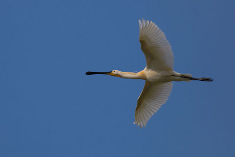 The common spoonbill - Platalea leucorodia Spoonbills breed on only a few places in Europe. The Netherlands was until recently the most northern place. Since 2000, the most northerly breeding colony is located in Denmark. Spoonbills are summer birds. They migrate through French and Spanish swamps to the winter quarters along the West African coast and the area south of the Sahara. They breed in marshy areas, in dense reeds or in hard to reach trees and shrubs. The food consists of small white fish, shrimp and other spine bass, small water animals, which using the unique spoon-shaped beak. Animalia,Aves,Birds,Chordata,Eurasian Spoonbill,Geotagged,Pelecaniformes,Platalea,Platalea leucorodia,Quakjeswater,The Netherlands,Threskiornithidae
