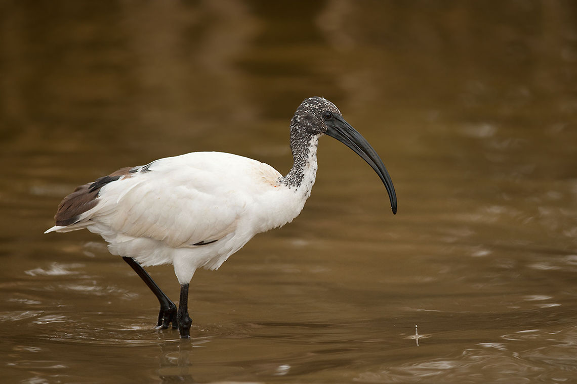 The African sacred ibis - Threskiornis aethiopicus Like the other ibises this species has also a long down curved beak. He has a predominantly white plumage, black legs and a black bare neck and head. Also the tips of the feathers are black.<br />
<br />
The sacred ibis was worshipped in ancient Egypt. African Sacred Ibis,Animalia,Aves,Birds,Chordata,Ethiopia,Geotagged,Pelecaniformes,Threskiornis,Threskiornis aethiopicus,Threskiornithidae,Threskiornithinae,Ziway Lake