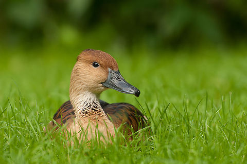 The fulvous whistling duck or fulvous tree duck - Dendrocygna bicolor The fulvous whistling duck or fulvous tree duck owes its name to its whistling call. Anatidae,Animalia,Anseriformes,Aves,Birds,Chordata,Dendrocygna,Dendrocygna bicolor,Fulvous Whistling Duck,Geotagged,The Netherlands