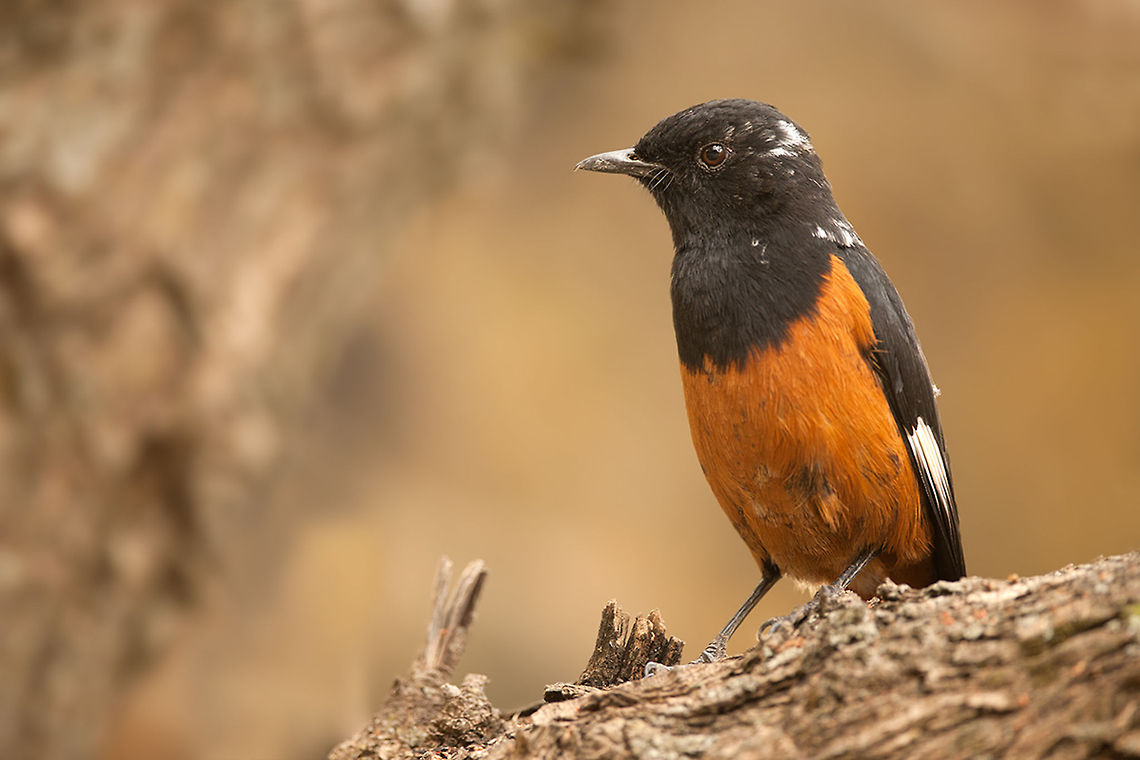 The white-winged cliff chat - Thamnolaea semirufa Not the prettiest one but one that dared to pose for me :) Animalia,Aves,Birds,Chordata,Ethiopia,Geotagged,Muscicapidae,Passeriformes,Thamnolaea,Thamnolaea semirufa,White-winged cliff chat